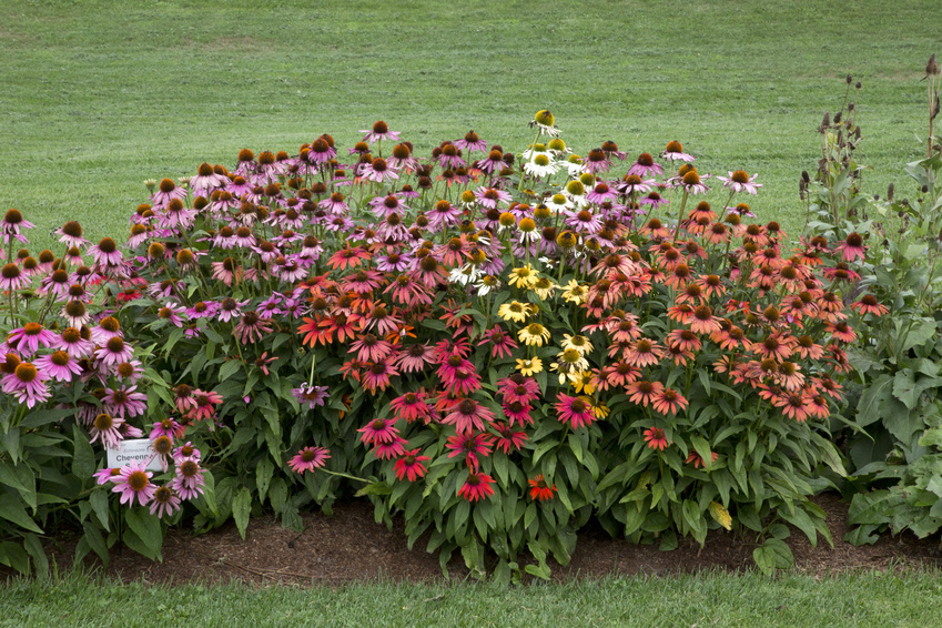 How Tall Do Echinacea Grow - Verbena Bonariensis Gardeners World