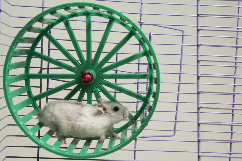 How to Make a Hamster Wheel eBay
