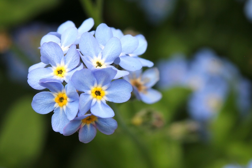 How to Plant Seeds eBay