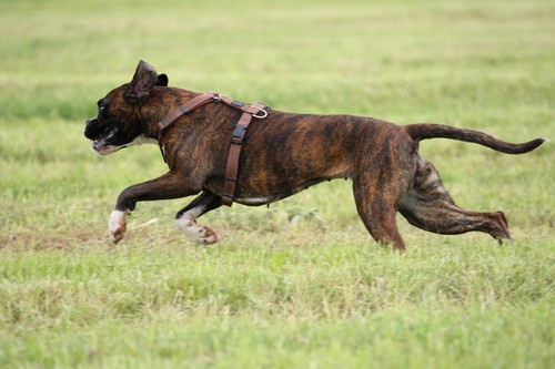 So finden Sie ein passendes HundeGeschirr eBay ~ So finden Sie ein passendes HundeGeschirr eBay ~ X Geschirr Hund