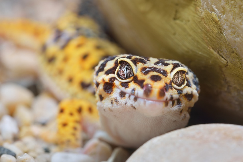 How to Care for a Gecko Lizard eBay