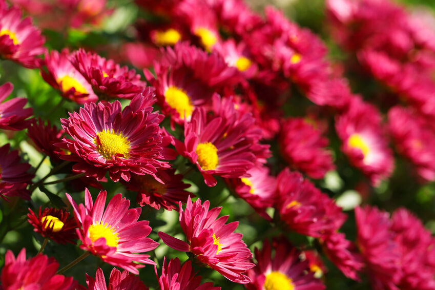 How to Grow Chrysanthemum Flowers  eBay