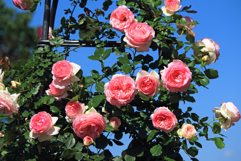 How to Plant a Rose Bush | eBay
