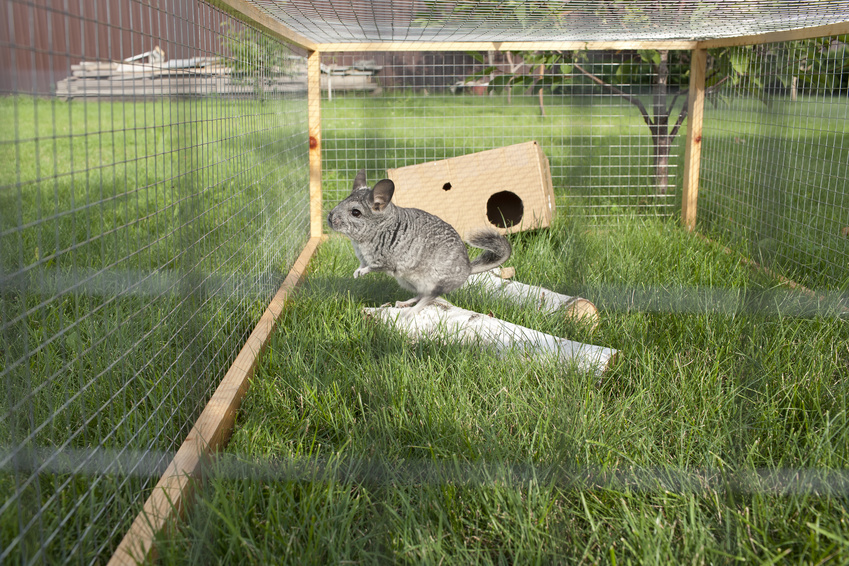 Best Chinchilla Cages eBay