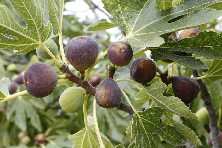 Fig Tree Buying Guide | eBay