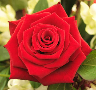 5 RED ROSE Rosa Bush Shrub Perennial ...