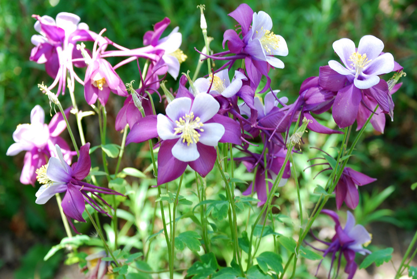 How to Plant Columbine Seeds eBay