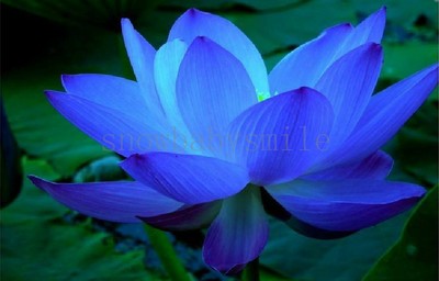 10 Blue Lotus Seeds Water Lily Pad ...