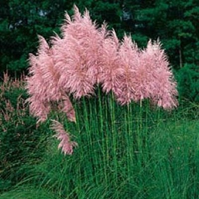 Pampas Grass Pink 500 Seeds Ornamental Grass ...