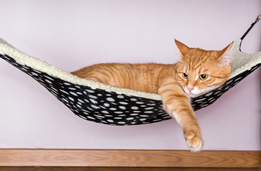How to Make a Cat Hammock eBay
