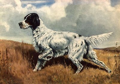 English Setter - Dog Art Print - ...