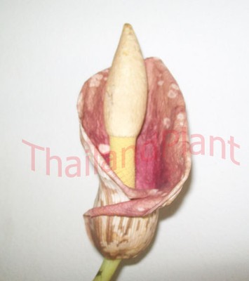 Bulb AMORPHOPHALLUS MUELLERI BLUME Aroid Plant + ...