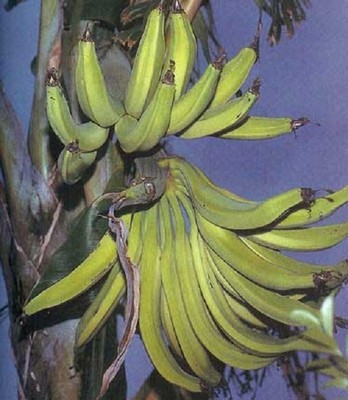 Musa African Rhino Horn Plantain live Banana ...