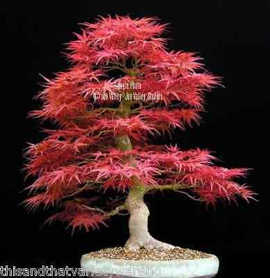 Acer palmatum Bonsai Seeds Red Japanese Maple ...