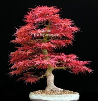Acer palmatum Bonsai Seeds Red Japanese Maple ...