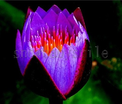 10 Purple Fire Bonsai Lotus Seeds Bowl ...