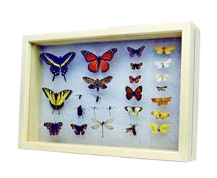 Insect Display Case Buying Guide eBay