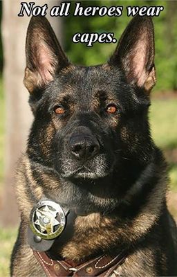 German Shepard Funny Refrigerator magnet