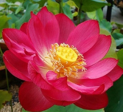 10 Red Lotus Seeds Water Lily Pad ...