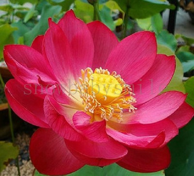 10PCS Red Lotus Seeds Water Lily Pad ...