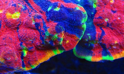 Cornbred's Rainbow Crush Chalice - WYSIWYG - ...