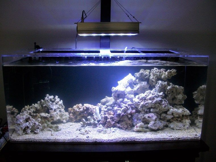 Wieviel Licht vertragen die Fische in einem Aquarium? | eBay