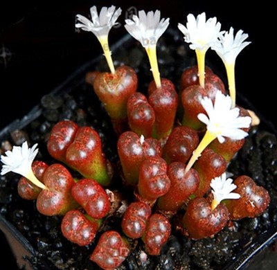 FD2224 Cute Succulents Seeds Mini Potted Flower ...