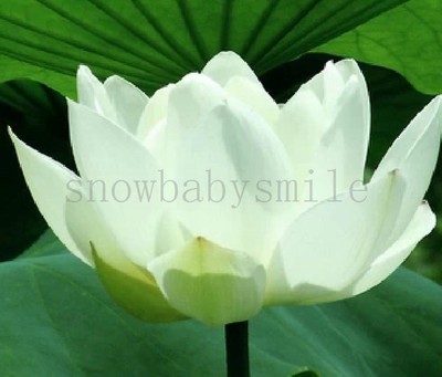 10 White Lotus Seeds Water Lily Pad ...