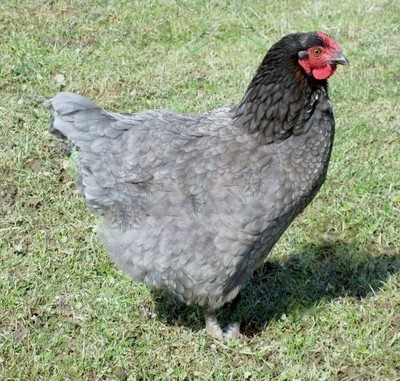 6 + EXTRAS Purebred *BLUE WYANDOTTE* Fresh ...