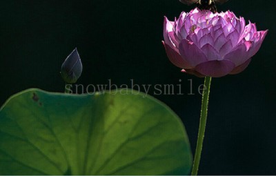 10 Purple Lotus Seeds Water Lily Pad ...