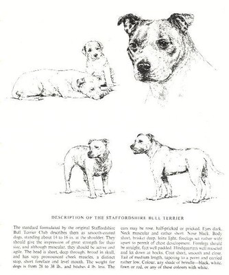 Staffordshire Bull Terrier Sketch - 1963 Vintage ...