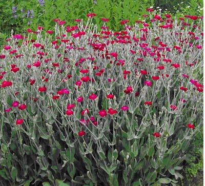 rose campion, BRIGHT PINK FLOWER, lychnis coronaria, ...