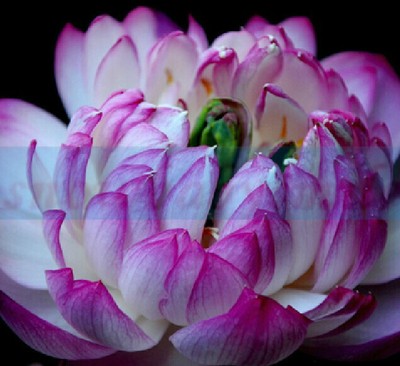 10 Purple Lotus Seeds Water Lily Pad ...