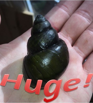 4 + 1 XL Trapdoor Snails Live- ...