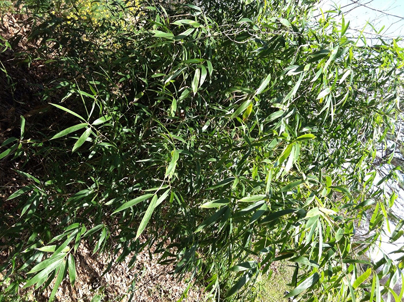 How to Grow River Cane eBay