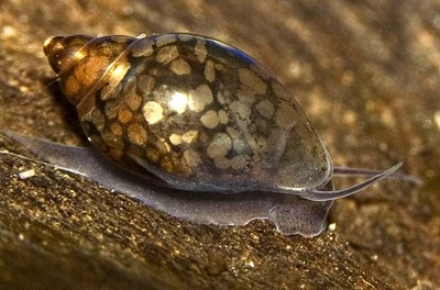 40+ Live Feeder / Cleaner  Tadpole ...