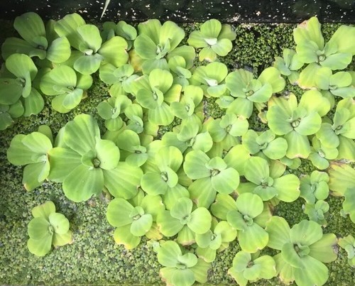 5-Mini Water Lettuce Floating Pond Plants Koi ...