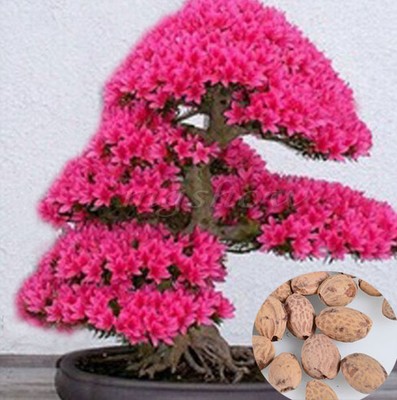 Bulbs 30 Seeds of Bonsai Tree Japanese ...