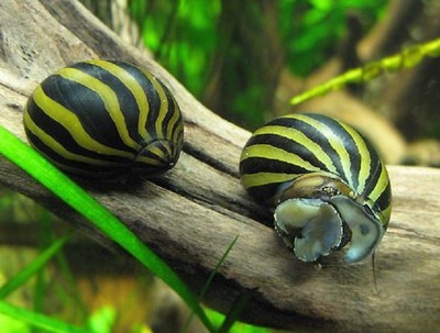 10 Zebra Nerite Snails, Live Freshwater Aquarium ...