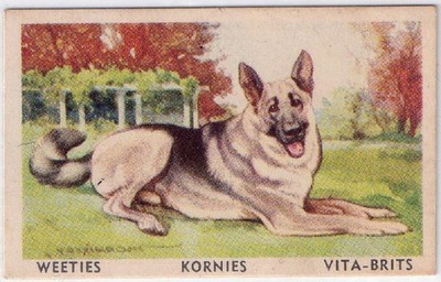 German Shepherd Dog Australian Cereal Card 1949