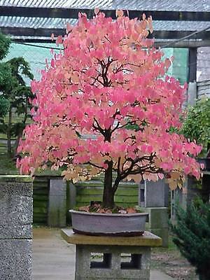 Japanese Katsura, Cercidiphyllum japonicum, Tree Seeds (Fall ...