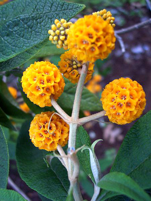 10 ORANGE BALL TREE / GOLDEN BUTTERFLY ...