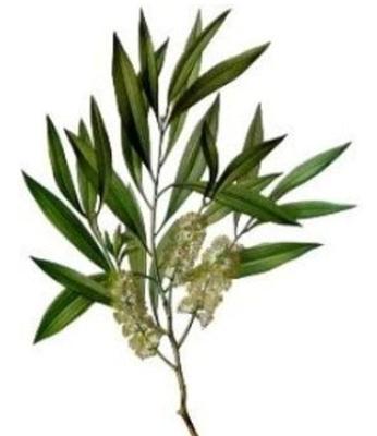 Top Five Essential Oils to Have | eBay