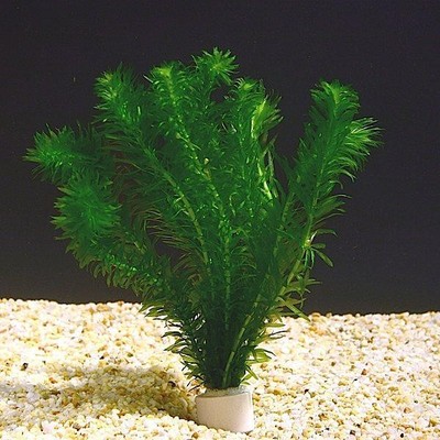 Anacharis Egeria Elodea Densa Beginner Tropical  ...