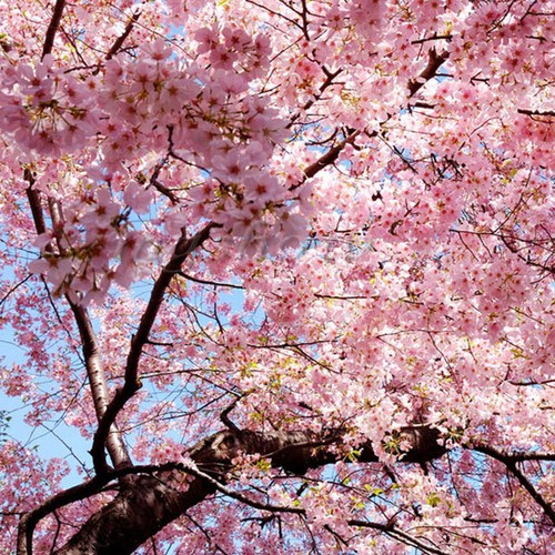 30 Japanese Cherry Tree Pink Cloud Oriental ...