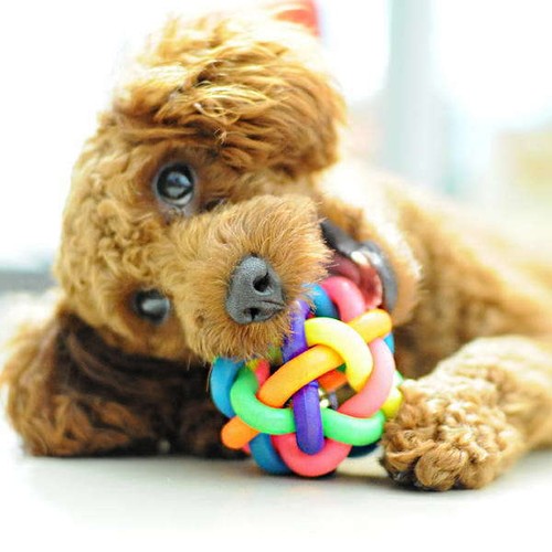 Pet Puppy Dogs Rubber Ropes Chews Toy ...