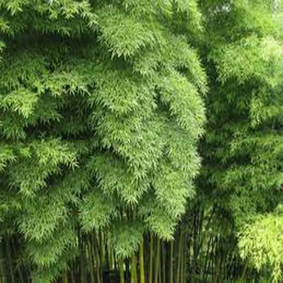 Moso Bamboo Seeds Phyllostachys Pubescens Giant Bamboo ...
