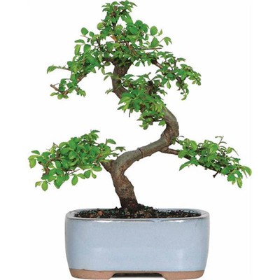 Chinese Elm Bonsai Tree indoor outdoor  ...