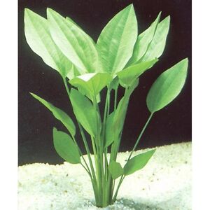 echinodorus argentinensis grande plante aquarium facile