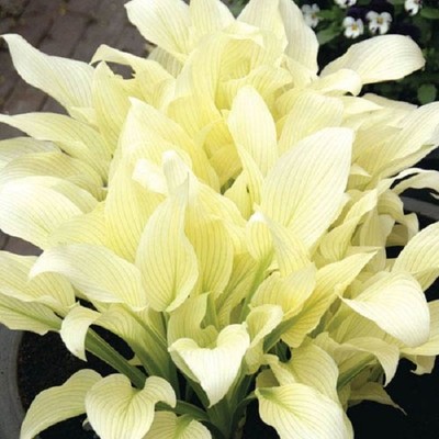 WHITE FEATHER HOSTA PLANT  BUT ANY ...